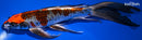 10.25" BENI GINGA BUTTERFLY