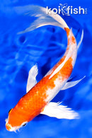 9.75" HARIWAKE BUTTERFLY