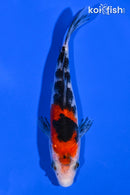 5.5" SANKE