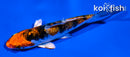 3.5" ARAGOKE HEISEI NISHIKI