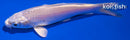 4.25" PLATINUM OGON
