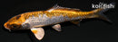 4.25" GINRIN METALLIC OCHIBA SHIGURE