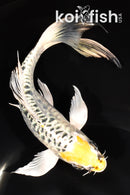 7.75" ARAGOKE KUJAKU BUTTERFLY
