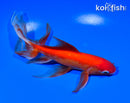 7" WATONAI GOLDFISH