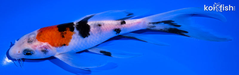 6.75" SANKE BUTTERFLY