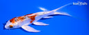 5.25" GINRIN YAMATO NISHIKI BUTTERFLY