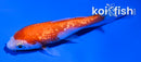 4" GINRIN KOHAKU