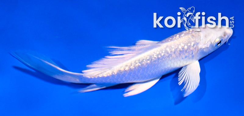 4.5" GINRIN YAMABUKI OGON