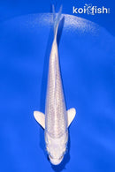 4.5" PLATINUM OGON
