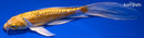 8.5" DOITSU YAMABUKI OGON BUTTERFLY