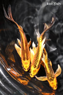 PACK OF (3) 4.75-5.5" BUTTERFLY KOI