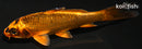 4.25" KIN ORENJI MATSUBA