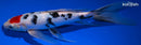 9.75" TANCHO SANKE BUTTERFLY
