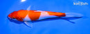 6" KOHAKU