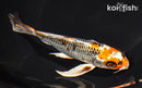 7.5" KUJAKU BUTTERFLY
