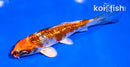 5.5" GINRIN KUJAKU