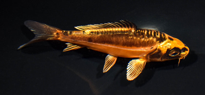 5" BENI KIKOKURYU