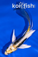 4.75" KIN KIKOKURYU BUTTERFLY