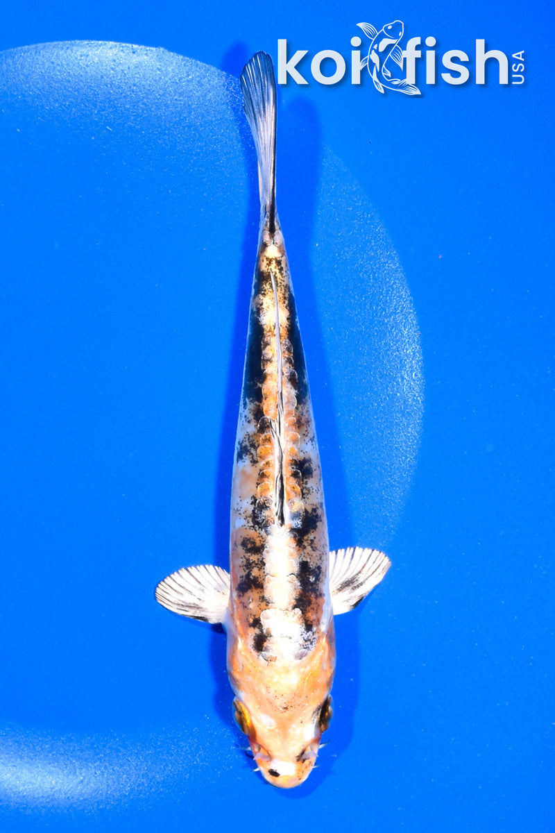 6.5" HEISEI NISHIKI