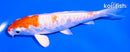 5.5" HARIWAKE
