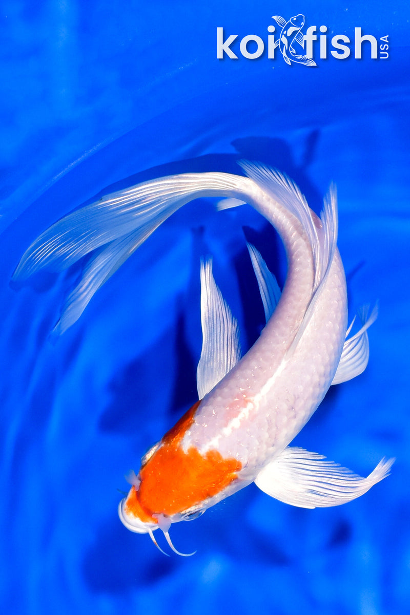 8.25" HARIWAKE BUTTERFLY