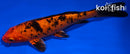 6.75" KIN ORENJI BEKKO