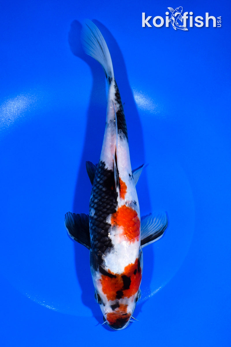 10" SHOWA