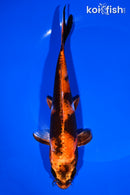 8" KIN HI SHOWA