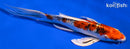 7.75" YAMATO NISHIKI BUTTERFLY