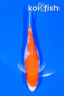 5.75" KOHAKU
