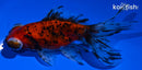 4.5" CALICO TELESCOPE GOLDFISH