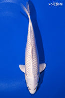 9.25" PLATINUM OGON