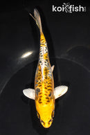 6" ARAGOKE KIN KIKOKURYU