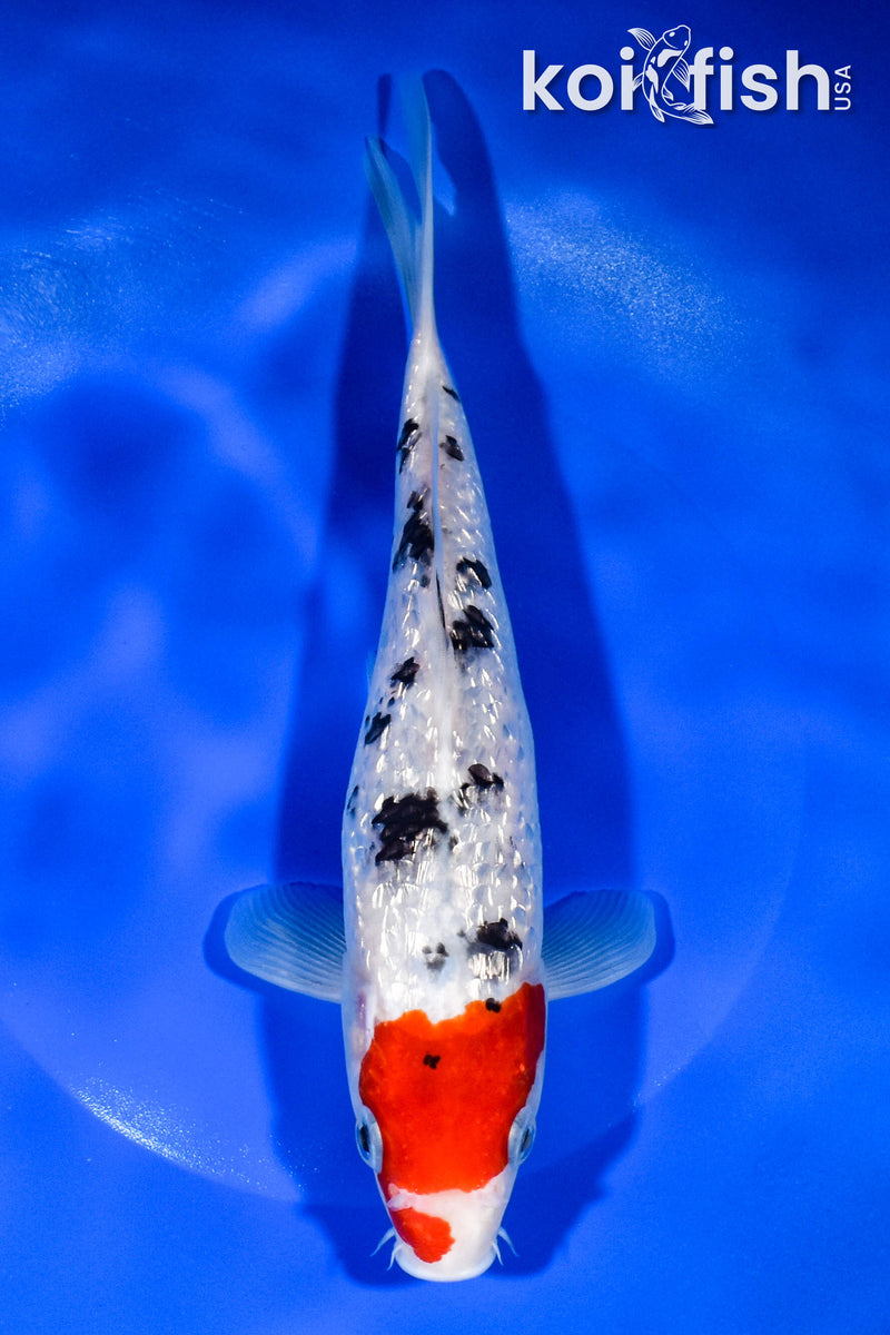 9.25" GINRIN SANKE
