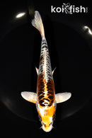 6.5" ARAGOKE KUJAKU
