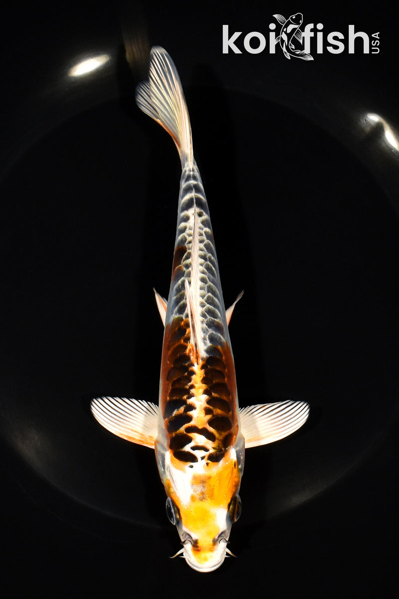 Black Koi Fish for Sale | Koi Fish USA – Page 13