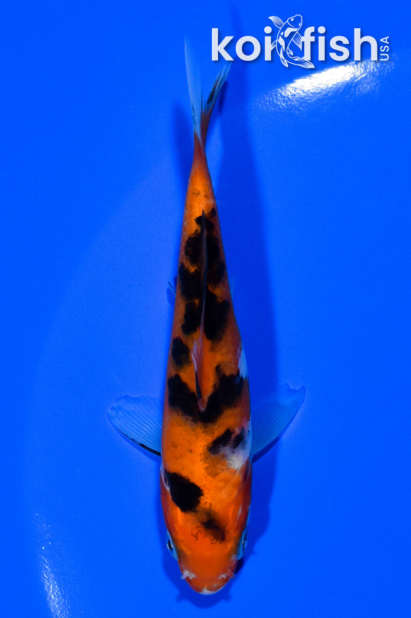 3.75" AKA SANKE