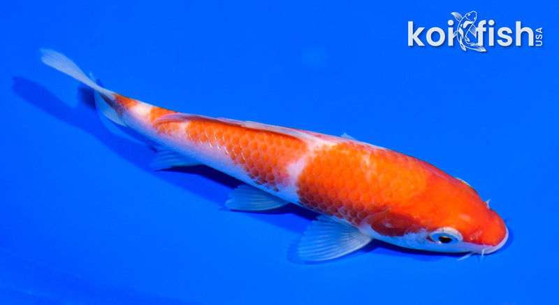 6" KOHAKU