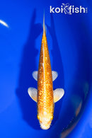 6.5" GINRIN YAMABUKI OGON