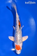 7.75" GINRIN MARUTEN YAMATO NISHIKI
