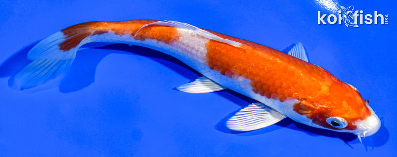 6.5" HARIWAKE