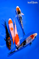 PACK OF (5) 4-5" STANDARD KOI