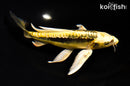 7" KIN KIKOKURYU BUTTERFLY