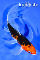 8" BENI MATSUKAWABAKE BUTTERFLY