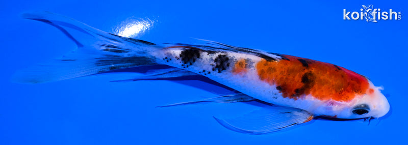 5.75" SANKE BUTTERFLY