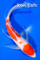 9.25" KOHAKU BUTTERFLY