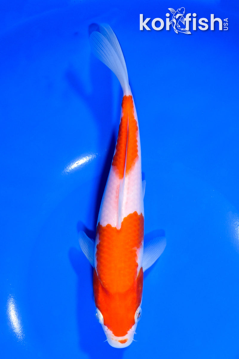 7.75" KOHAKU