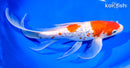 11" GINRIN KOHAKU BUTTERFLY