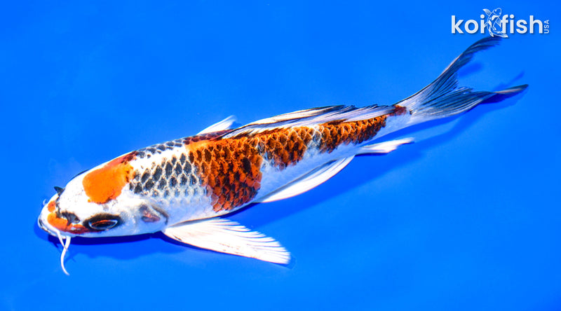 8" KUJAKU BUTTERFLY