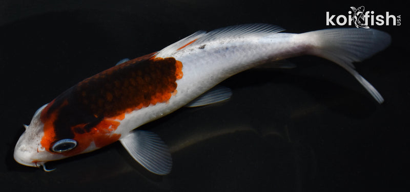 6" GOROMO